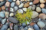 Colored Stones, Moss & Pebbles, Petaluma, California, NWGD01_053