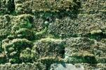 Brick wall, with moss, lichen, NWGV02P07_04