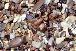 Wet Rocks, Pebbles, Beach, seashore, NWGV02P13_03