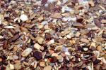 Wet Rocks, Pebbles, Beach, seashore, NWGV02P13_12