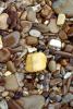 Wet Rocks, Pebbles, Beach, seashore, NWGV02P14_02