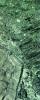 Green Marble Slab, Panorama, NWGV03P01_12