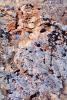 Lichen on a Rock, NWGV03P09_11