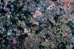 Lichen on a rock, NWGV03P11_12