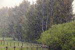 Hail, Trees, Rain, NWSD06_075