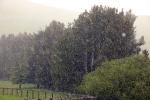 Hail, Trees, Rain, NWSD06_076