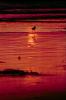 Sunclipse, Sunset, Bear Island, Penobscot Bay, Maine, Sunrise, Sunsight, NWSV01P04_10.2861