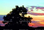 Sunset, Sunclipse, tree, NWSV04P06_09B.2864