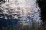 Water Ripples, pond, lake
