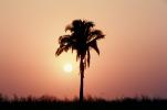 Palm Tree, sunset, Sunrise, Sunclipse, Sunsight, NWSV08P11_13