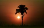 Palm Tree, sunset, Sunrise, Sunclipse, Sunsight, NWSV08P11_15