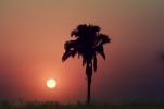 Palm Tree, sunset, Sunrise, Sunclipse, Sunsight, NWSV08P11_18