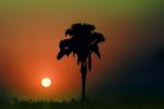 Palm Tree, sunset, Sunrise, Sunclipse, Sunsight, NWSV08P11_19