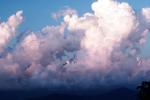 daytime, daylight, Billowing Cumulus Clouds