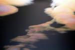 Iridescence, Iridescent Clouds, daytime, daylight