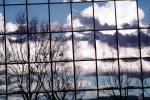Glass Panes, Reflection, Bare Tree, daytime, daylight, NWSV17P09_12