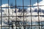 Glass Panes, Reflection, Bare Tree, daytime, daylight, NWSV17P09_17
