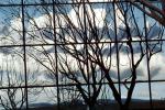 Glass Panes, Reflection, Bare Tree, daytime, daylight, NWSV17P09_19