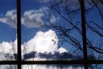 Glass Panes, Reflection, Bare Tree, daytime, daylight, NWSV17P10_02