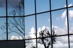 Glass Panes, Reflection, Bare Tree, daytime, daylight, NWSV17P10_07
