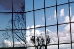 Glass Panes, Reflection, Bare Tree, daytime, daylight, NWSV17P10_08