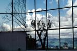 Glass Panes, Reflection, Bare Tree, daytime, daylight, NWSV17P10_09