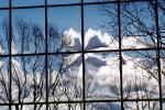 Glass Panes, Reflection, Bare Tree, daytime, daylight, NWSV17P10_14