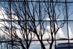 Glass Panes, Reflection, Bare Tree, daytime, daylight, NWSV17P10_18