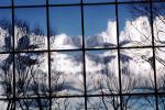 Glass Panes, Reflection, Bare Tree, daytime, daylight, NWSV17P10_19