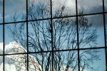 Glass Panes, Reflection, Bare Tree, daytime, daylight, NWSV17P13_01