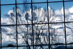 Glass Panes, Reflection, Bare Tree, daytime, daylight, NWSV17P13_03