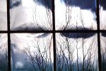 Glass Panes, Reflection, Bare Tree, daytime, daylight, NWSV17P13_05