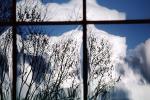 Glass Panes, Reflection, Bare Tree, daytime, daylight, NWSV17P13_07