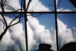Glass Panes, Reflection, Bare Tree, daytime, daylight, NWSV17P13_09