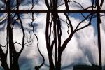 Glass Panes, Reflection, Bare Tree, daytime, daylight, NWSV17P13_10