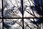 Glass Panes, Reflection, Bare Tree, daytime, daylight, NWSV17P13_12
