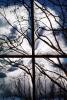 Glass Panes, Reflection, Bare Tree, daytime, daylight, NWSV17P13_15