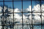 Glass Panes, Reflection, Bare Tree, daytime, daylight, NWSV17P13_18