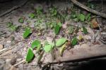 Leaf Cutter Ants, OEAD01_005