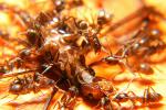 Ants Attack, Dismanteling a Termite, OEAD01_009
