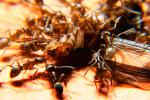Ants Attack, Dismanteling a Termite