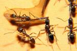 Ants Attack, Dismanteling a Termite, OEAD01_017