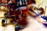 Ants Attack, Dismanteling a Termite, OEAD01_022