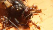 Ants Attack, Dismanteling a Termite, OEAD01_024
