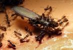 Ants Attack, Dismantling a Termite, OEAD01_027
