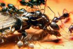 Ants Attack, Dismanteling a Termite, OEAD01_029