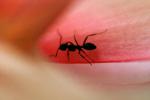 ant on a pink walk, OEAV01P01_03B