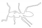 outline of an Ant, line drawing, OEAV01P01_03O