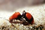 Velvet Ant, Dasymutilla sppSaint, Vespoidea, Mutillidae, OEAV01P02_14