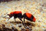 Velvet Ant, Dasymutilla sppSaint, Vespoidea, Mutillidae, OEAV01P02_15.0357
